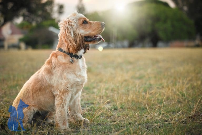 Köpek Türleri ve Özellikleri 7 24 Acil Veteriner Patikaya 0538 475 42 90